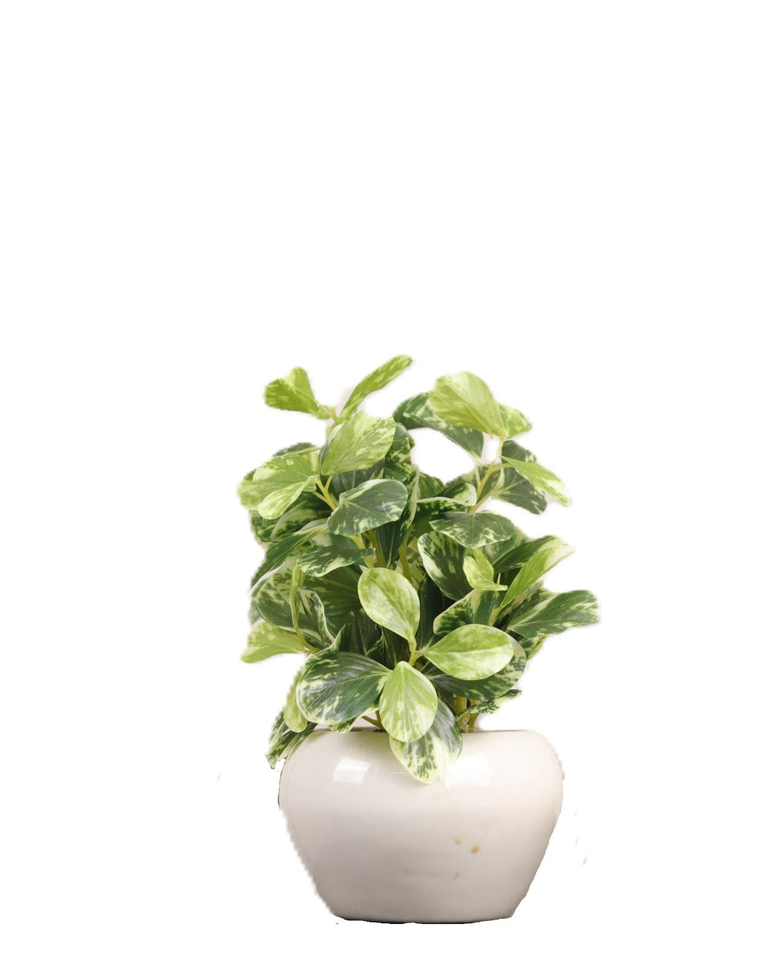 Expobazaar Elegant Money Plant Bonsai for Modern Home Decor