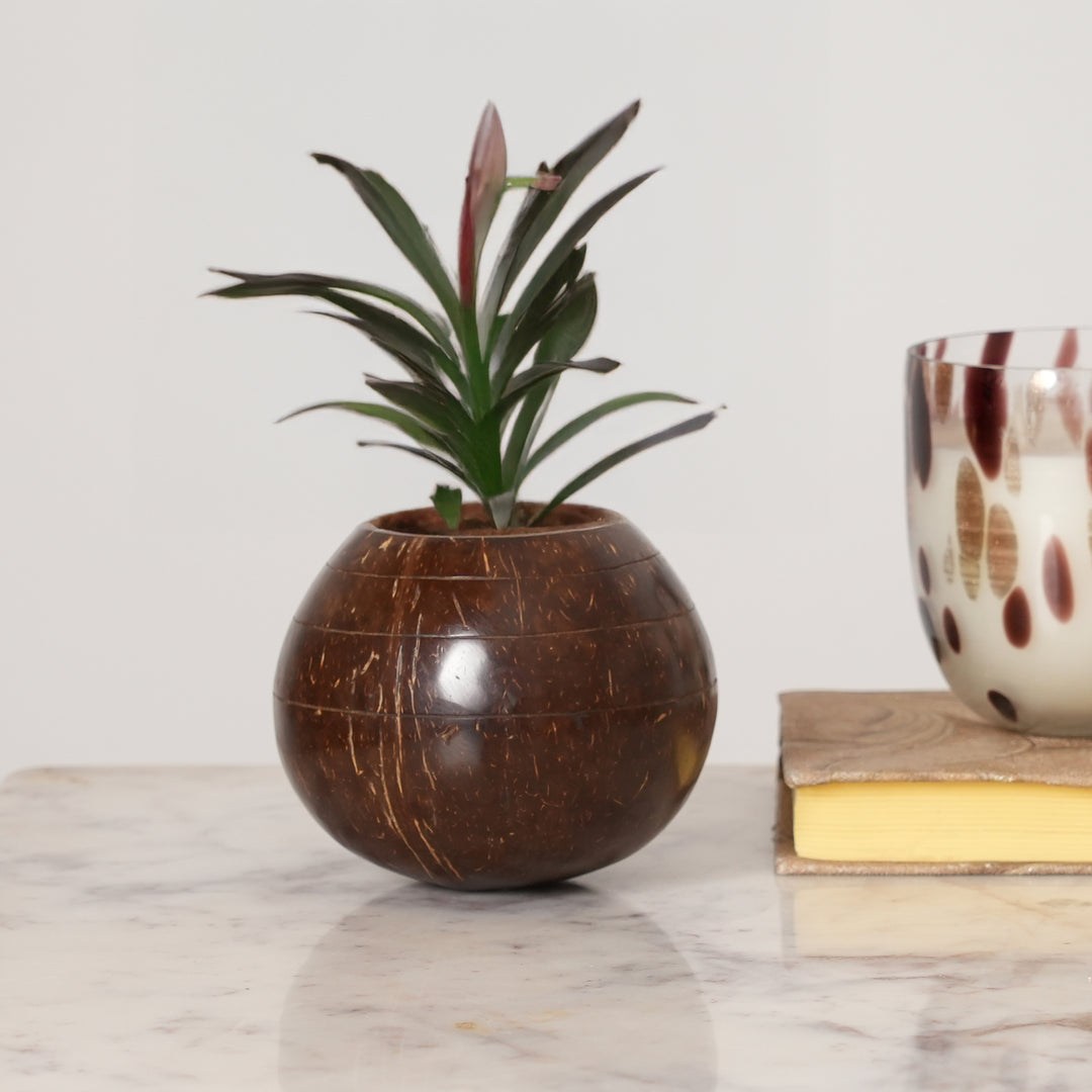Coconut Shell Planter (Tabletop or Patio)